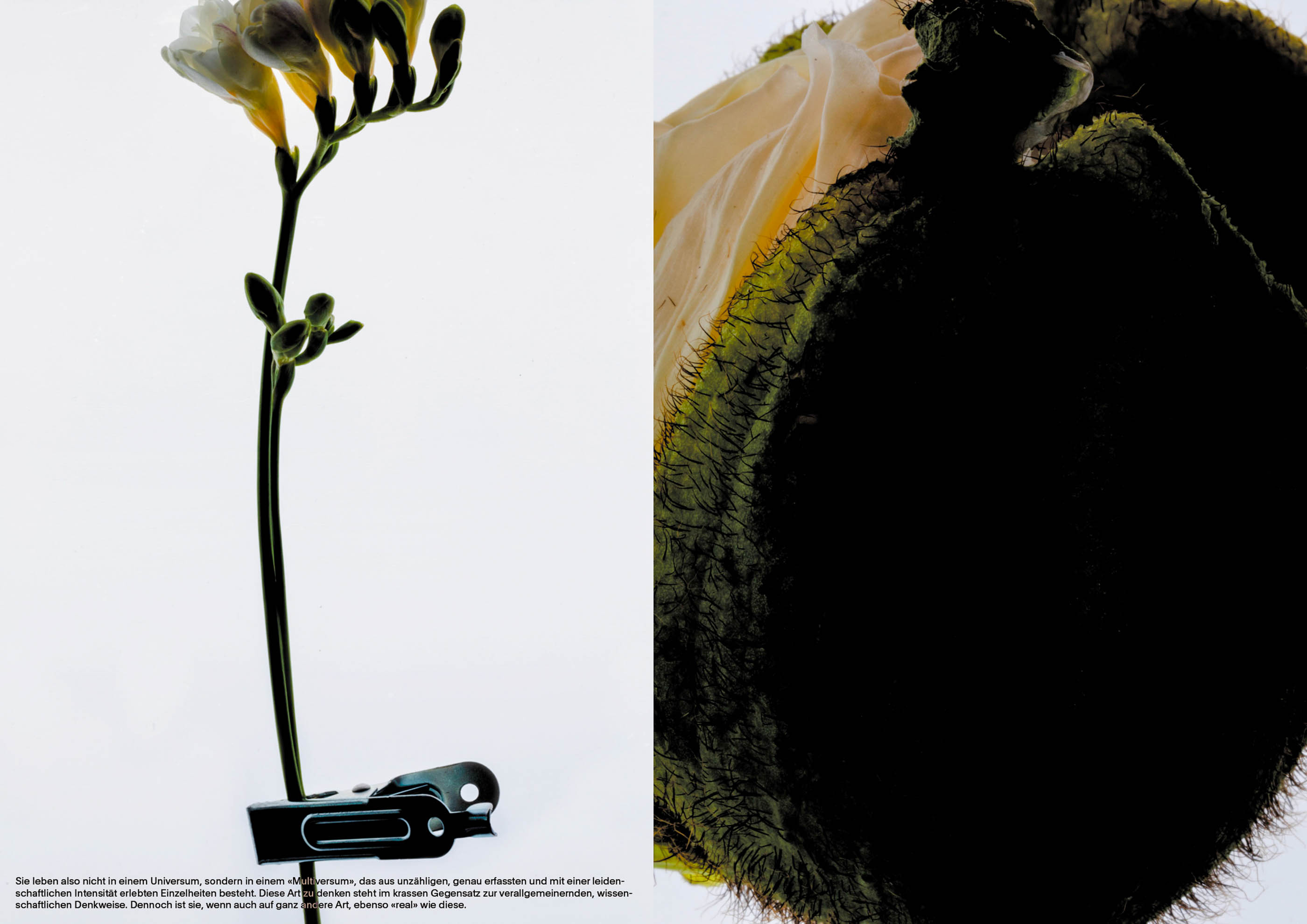 Nicolas Lehni I Agnosia and Autism